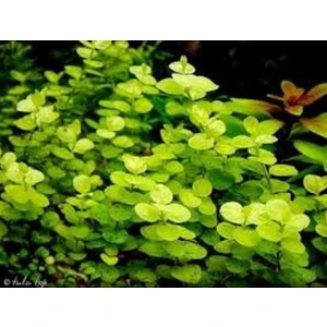Tohum Diyarı Lysimachia Nummulari 1 Bağ Bitki - Canlı Bitki