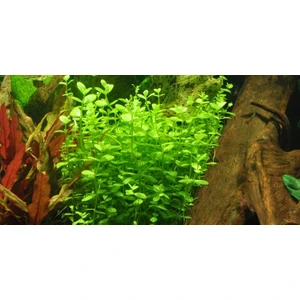 Akvaryumbitkileri Lindernia Rotundifolia 5 Kök Akvaryum Bitkisi