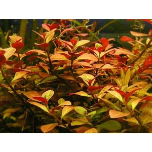 Akvaryumbitkileri Ludwigia Repens 1 Bağ Akvaryum Bitkisi 5 Kök