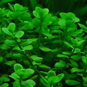 Akvaryumbitkileri Bacopa Monnieri 1 Bağ Akvaryum Bitkisi 5 Kök
