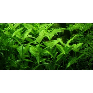 Hygrophila Polyspermahygrophila Polysperma - 1 Bağ Akvaryum Bitkisi 5 Kök
