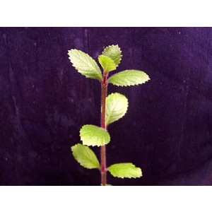 Hygrophila Difformis (Çınar)Hygrophila Difformis (Çınar) 1 Kök Akvaryum Bitkisi