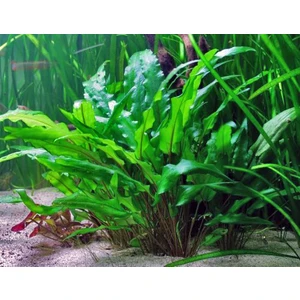 Cryptocoryne Wendtii ' Greencryptocoryne Wendtii ' Green ' 1 Bağ Akvaryum Bitkisi 3 kök