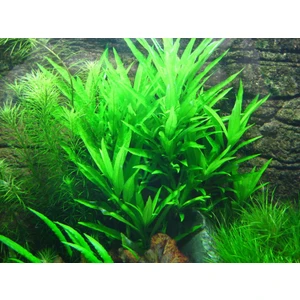 Nomaphila Siamensisnomaphila Siamensis 1 Bağ Akvaryum Bitkisi 5 Kök