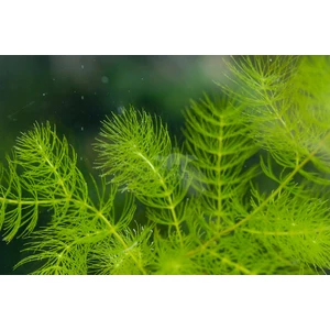 Ceratophyllum Demersum (Tilki Kuyruğu Çam)Ceratophyllum Demersum (Tilki Kuyruğu Çam) 1 Bağakvaryum Bitkisi - 5 Kök