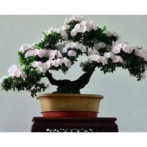 Tohum Diyarı Beyaz Açelya Bonsai Tohumu 10+ Tohum