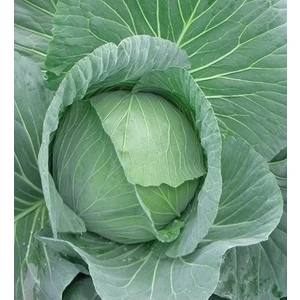 Tohum Diyarı Beyaz Lahana Tohumu 20+ Tohum