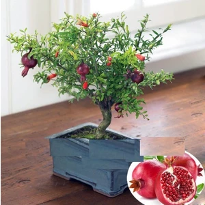 Tohum Diyarı Bonsai Çok Yıllık Nar Ağacı Tohumu 5+ Tohum