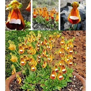 Tohum Diyarı Çanta Çiçeği (Calceolaria) Nadir Orkide Tohum 10 Tohum