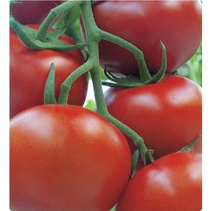 Tohum Diyarı Dayanıklı Lezzetli Salkım Domates Tohumu 10+ Tohum
