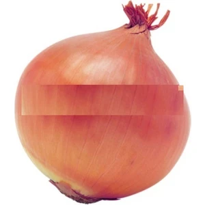Tohum Diyarı Dev Soğan Tohumu 10+ Tohum Çok Büyük Tohum