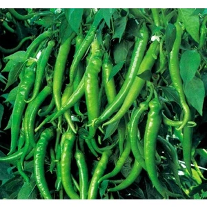 Tohum Diyarı Ege Acı Sivri Biber Tohum 30+ Tohum