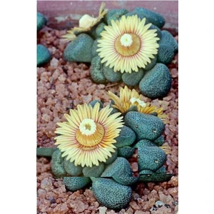 Tohum Diyarı Etli Sarı Çiçekli Lithops Kaktüs Tohumu 10+ Tohum
