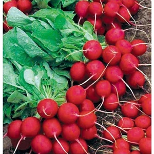 Tohum Diyarı Fındık Turp Tohumu 30+ Tohum