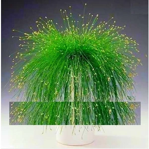 Tohum Diyarı Fiber Optik Bonsai Yeşil Çim Tohumu 10+ Tohum
