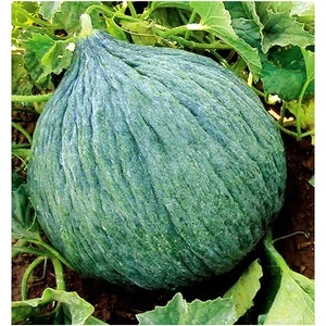 Tohum Diyarı Hasanbey Kavun Tohumu 5+ Tohum