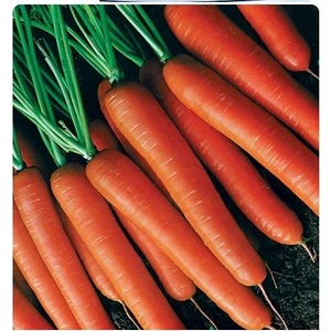 Tohum Diyarı Havuç Tohumu 10+ Tohum