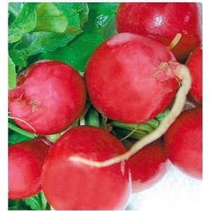 Tohum Diyarı İri Kırmızı Turp Tohumu 30+ Tohum