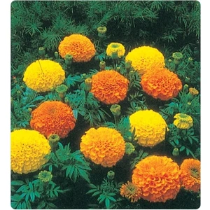 Tohum Diyarı Kadife Çiçeği Tohumu 10+ Tohum
