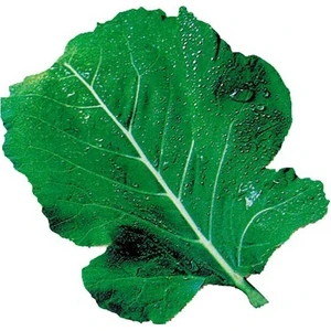 Tohum Diyarı Kara Lahana (Karadeniz) Tohumu 10+ Tohum