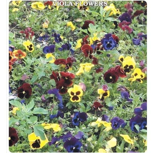 Tohum Diyarı Karışık Hercai Menekşe Tohumu 10+ Tohum