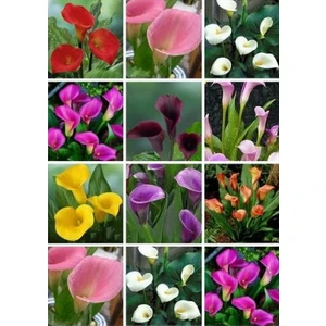 Tohum Diyarı Karışık Kılıç Zambak Çiçeği Tohumu 5+ Tohum