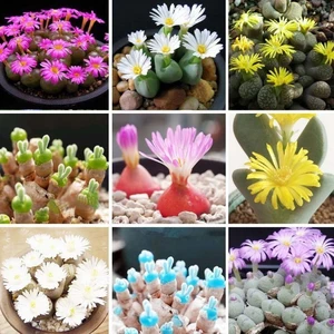 Tohum Diyarı Karışık Lithops Mini Mini Kaktüs Tohumu 10+ Tohum