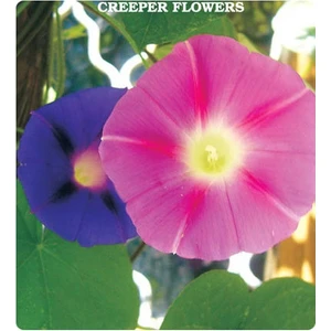 Tohum Diyarı Karışık Renkli Sarmaşık Çiçek Tohumu 10+ Tohum