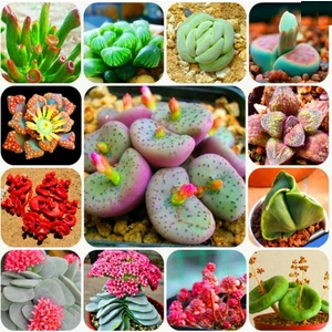 Tohum Diyarı Karışık Sempervivum Kaktüs Tohumu 10+ Tohum