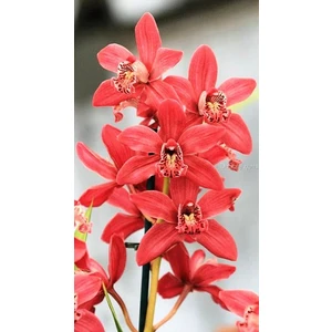 Tohum Diyarı Kırmızı Cymbidium Orkide Tohumu 10+ Tohum
