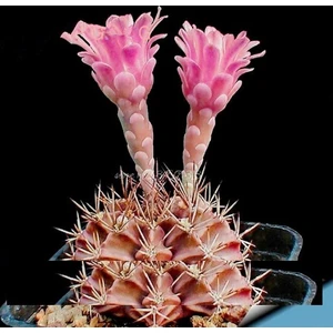 Tohum Diyarı Lithops Pseudotruncatella Pembe Kaktüs Tohumu 10+ Tohum
