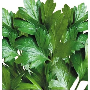 Tohum Diyarı Maydanoz Tohumu 10+ Tohum