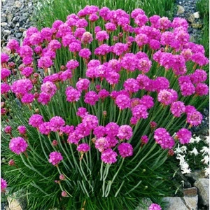 Tohum Diyarı Mor Armeria (Kuduz Otu) Çieği Tohumu 10+ Tohum