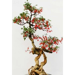 Tohum Diyarı Nadir Bonsai Wolfberry (Goji) Ağacı Tohumu 5 Tohum