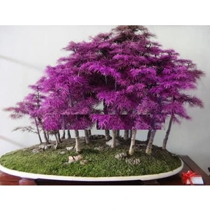 Tohum Diyarı Nadir Cüce Mor Sekoya Bonsai Ağacı Tohumu 3+ Tohum