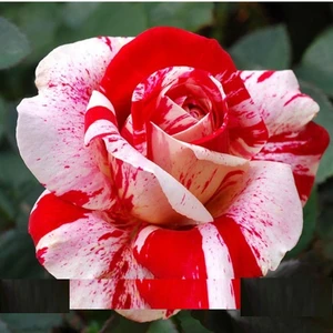 Tohum Diyarı Özel Beyaz Kırmızı Ala Gül Tohumu 10 Tohum