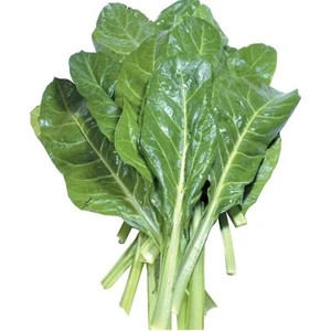 Tohum Diyarı Pazı Tohumu 20+ Tohum