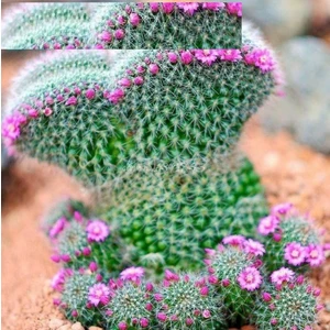 Tohum Diyarı Peri Succulents Pembe Çiçekli Kaktüs Tohumu 10 Tohum