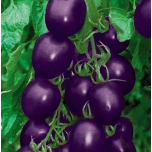 Tohum Diyarı Saksılık Mor Cherry Domates Tohumu 10 Tohum