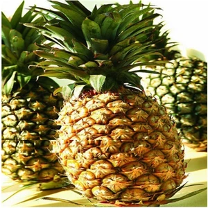 Tohum Diyarı Saksılık Tropik Ananas Tohumu 10 Tohum