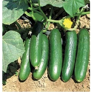 Tohum Diyarı Salatalık (Hıyar) Çengelköy Tohumu 10+ Tohum