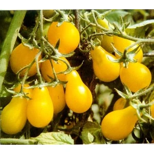 Tohum Diyarı Sarı Ampul Domates Tohumu 5+ Tohum
