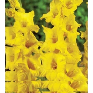 Tohum Diyarı Sarı Kılıç Zambak Tohumu 5+ Tohum