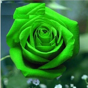 Tohum Diyarı Yeşil Gül Tohumu 5 Tohum