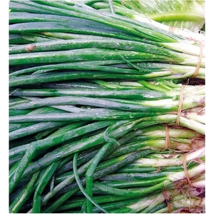 Tohum Diyarı Yeşil Soğan Tohumu 10 Tohum