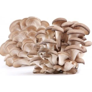 Amazon  İstiridye Mantarı Miseli (Tohumu)1 KG
