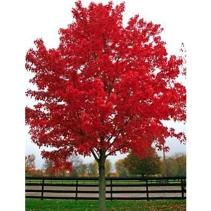 E-Fidancim Kırmızı Renkli Akça Ağaç Fidanı (Acer Rubrum)
