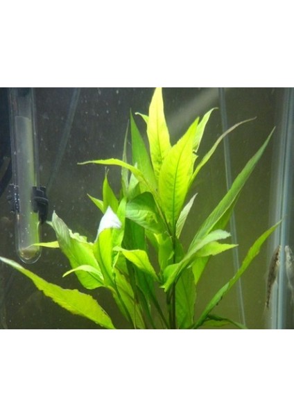 Tohum Diyarı Limon (Hygrophila Corymbosa) 1 Bağ Bitki - Canlı Bitki