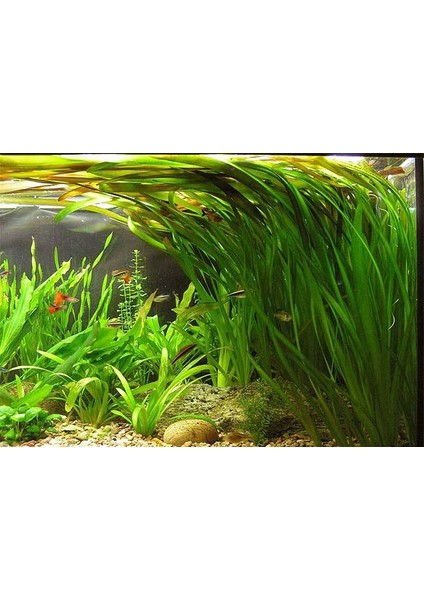 Akvaryumbitkileri Vallisneria Torta Saz Bitkisi 1 Bağ 5 Kök fiyatları