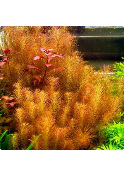 Akvaryumbitkileri Rotala Wallichii 1 Bağ Akvaryum Bitkisi 5 Kök